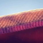 how to repair skin barrier