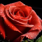 rose extract skincare ingredient benefits